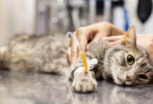 Cara Mengatasi Kucing Keracunan