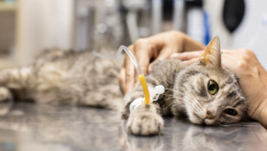 Cara Mengatasi Kucing Keracunan