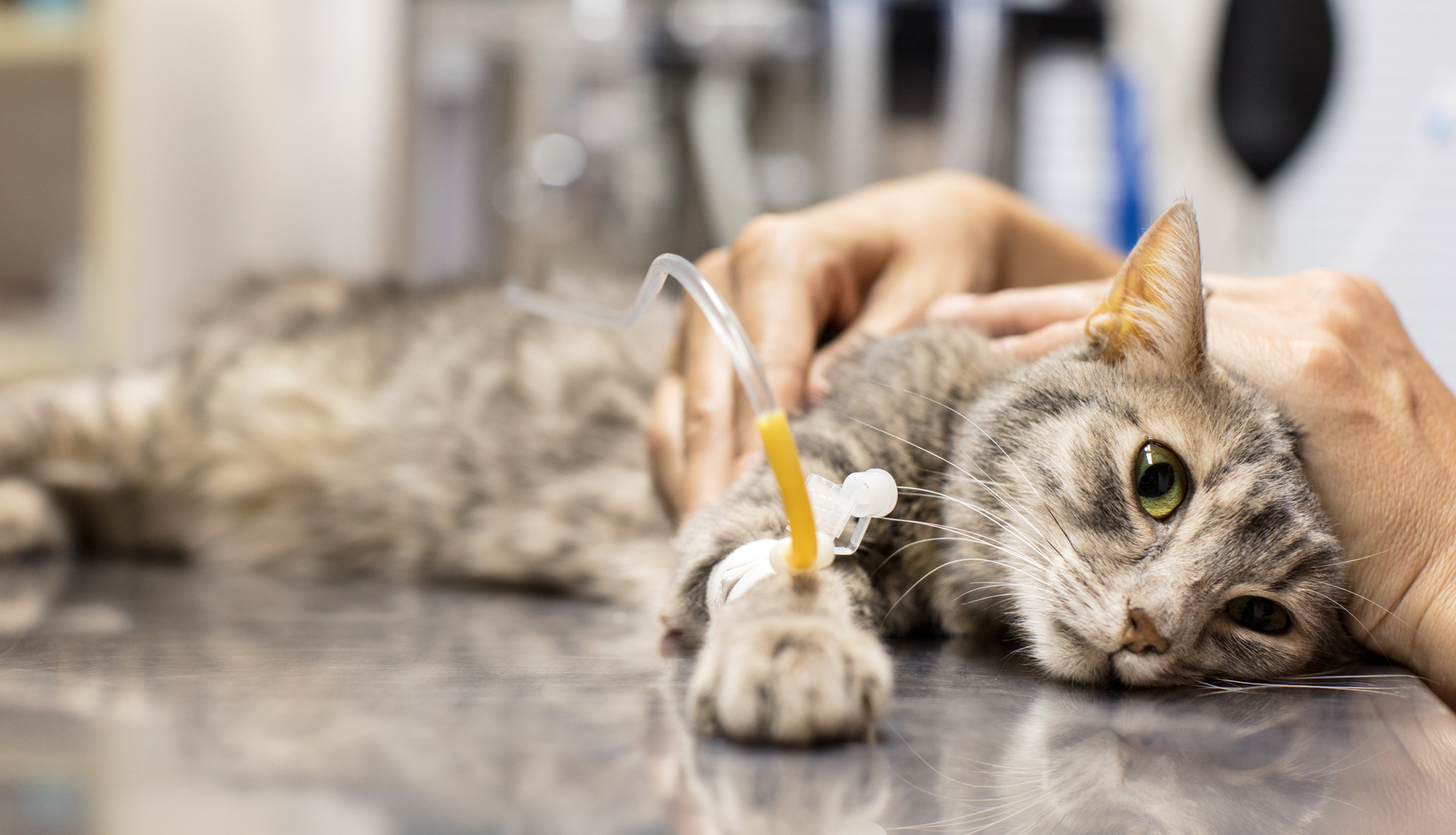 Cara Mengatasi Kucing Keracunan