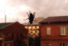 Cara Mengatasi Lalat di Rumah