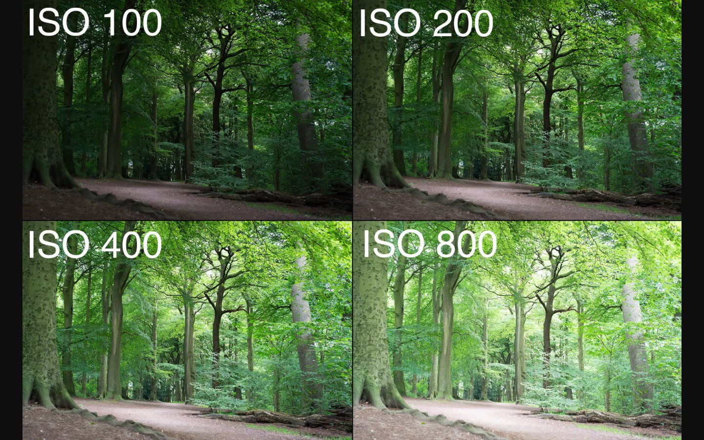 ISO Dalam Kamera Adalah