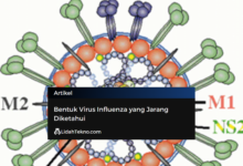 Bentuk Virus Influenza yang Jarang Diketahui