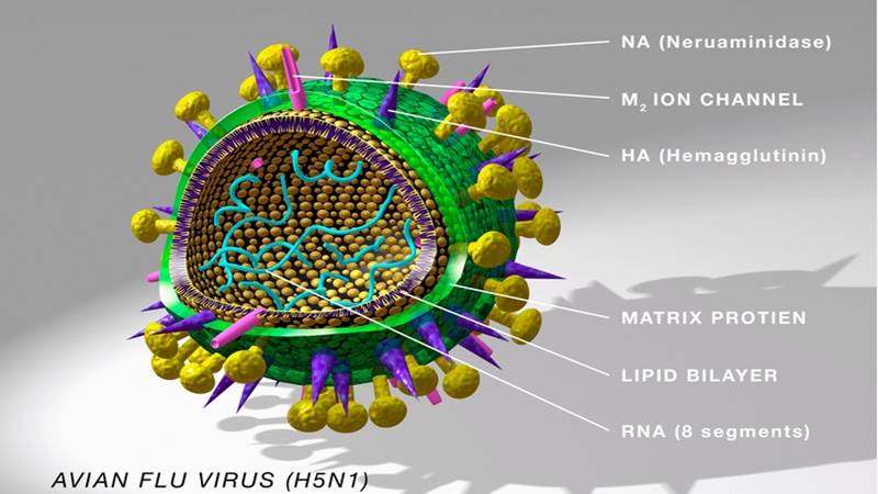 Bentuk Virus Influenza yang Jarang Diketahui