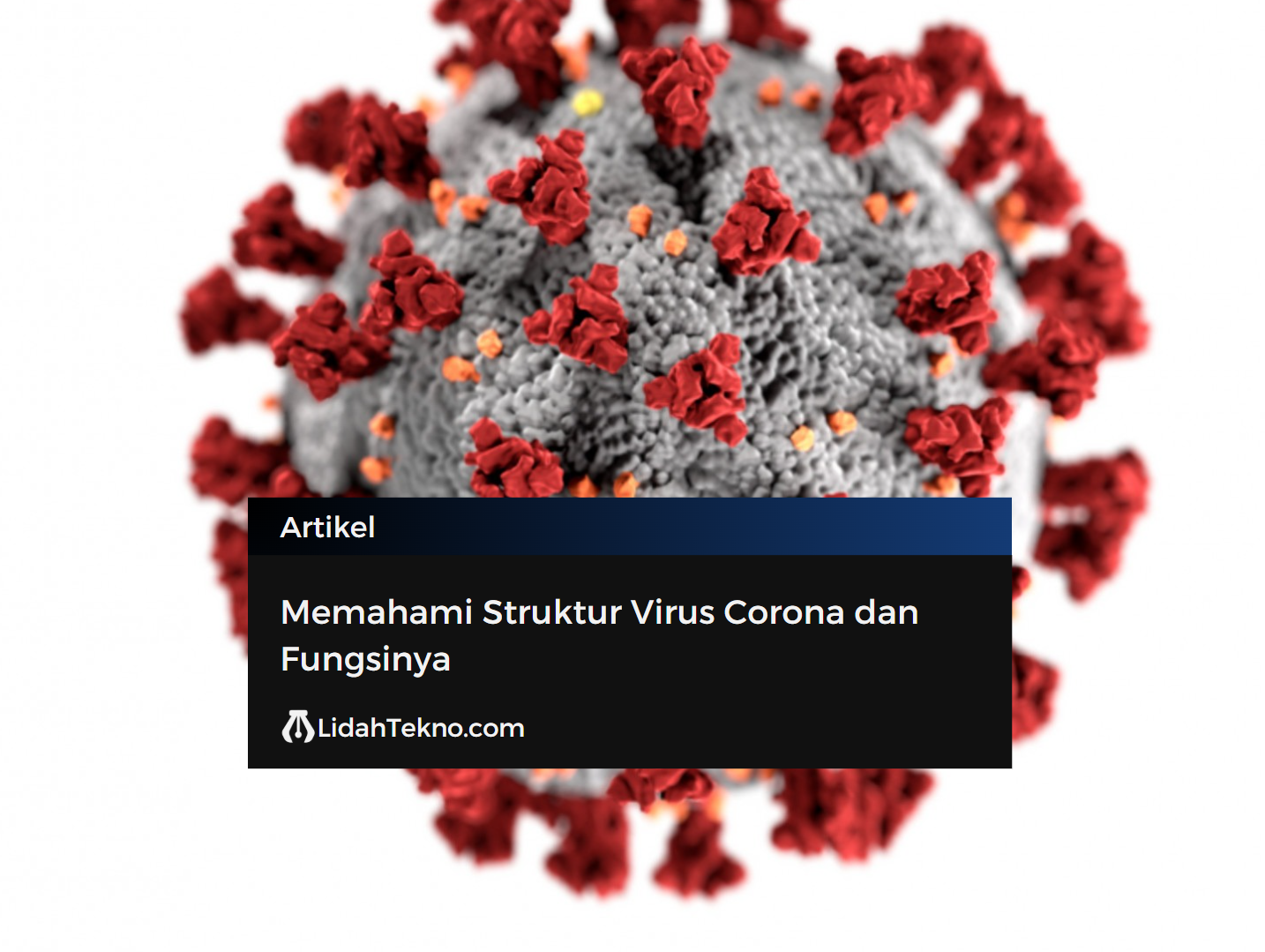 Memahami Struktur Virus Corona dan Fungsinya